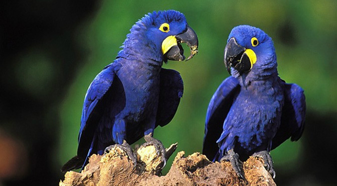 Projeto Arara Azul é finalista do Prêmio Nacional da Biodiversidade Foto: Divulgação
