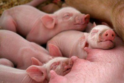 Sefaz divulga Valor Real Pesquisado do leite in natura e do gado e gordura suína