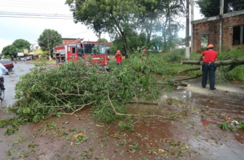 Várias árvores foram derrubadas com o temporalFoto: Cido Costa