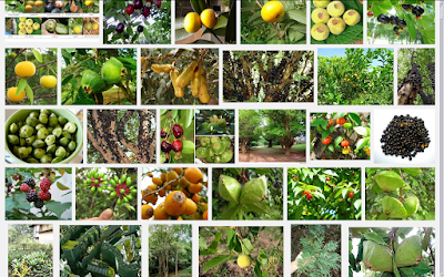 A natureza brasileira foi abençoada com uma enorme diversidade de árvores produtoras de frutos comestíveis /  Foto: Ilustrativa
