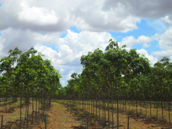 MS conta com 500 mil ha de florestas