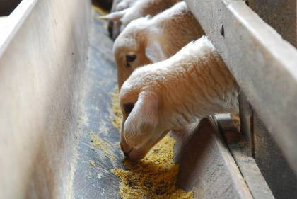 Troca de Ovinos chega à região da Grande Dourados Troca de Ovinos chega à região da Grande Dourados