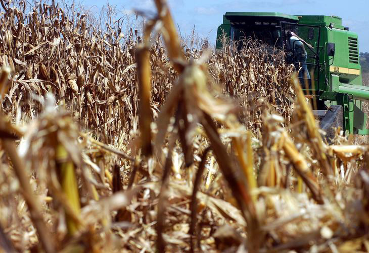São Gabriel comemora colheita histórica na safra 2012 do milho São Gabriel comemora colheita histórica na safra 2012 do milho