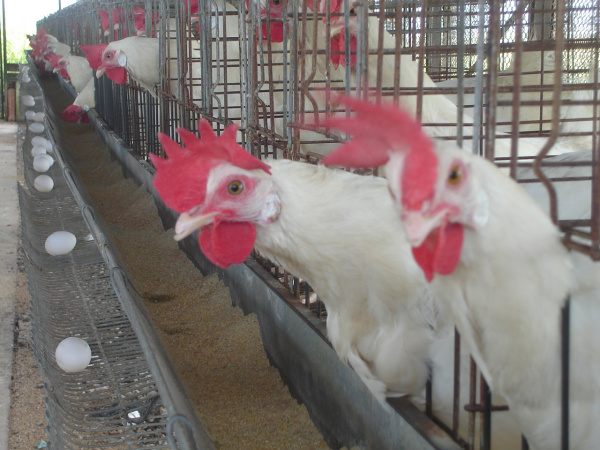 Avicultura em Mato Grosso do Sul apresenta queda no primeiro semestre