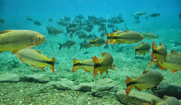 Empresários de turismo reagiram positivamente ao veto / Foto: Divulgação