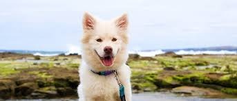 3 perguntas frequentes sobre cães explicadas pela ciência 3 perguntas frequentes sobre cães explicadas pela ciência