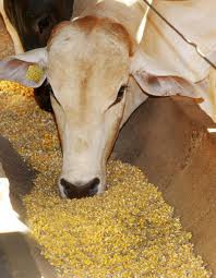 Probióticos e leveduras: suplementos que turbinam a produtividade do rebanho Probióticos e leveduras: suplementos que turbinam a produtividade do rebanho