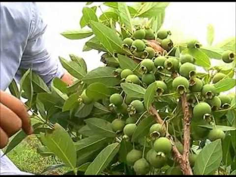 Guavira, fruta típica de MS / Foto: Divulgação