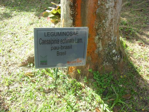 Pau-Brasil, metáfora vegetal de um país