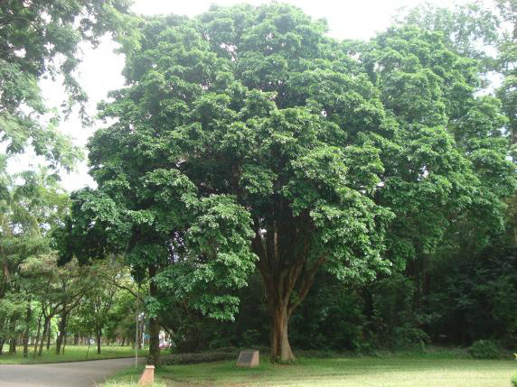 Pau-Brasil, metáfora vegetal de um país
