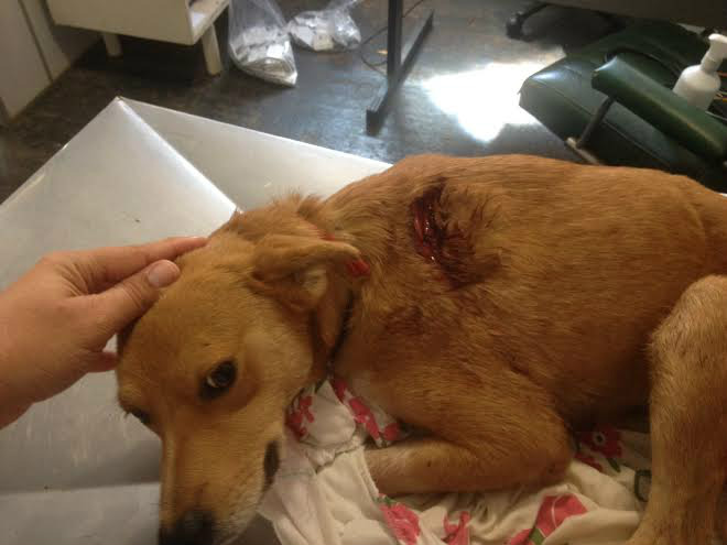 PMA autua aposentado por maltratar cachorro a cortes de facão