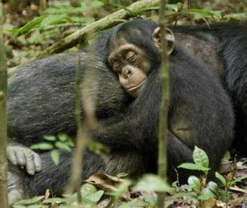 'Chimpanzé': documentário humaniza espécie ameaçada