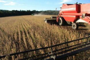 Colheita no Mato Grosso do Sul chega a 52 sacos por hectare / Foto: Divulgação