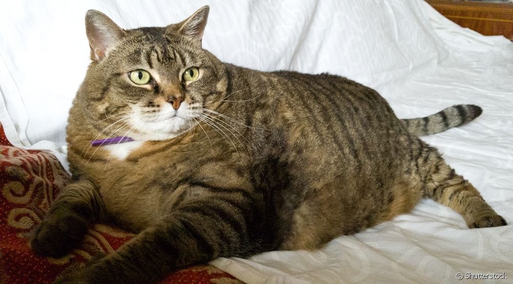 Gato obeso: como saber se o seu pet está acima do peso? Gato obeso: como saber se o seu pet está acima do peso?