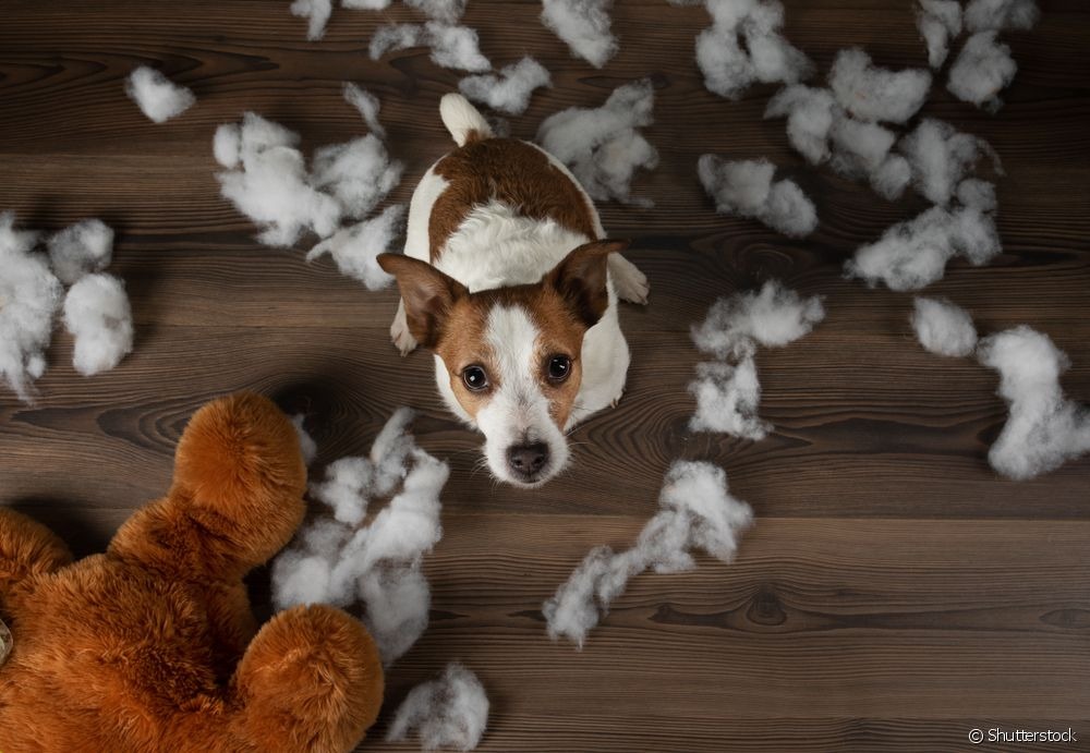 "Meu cachorro destrói tudo": o que fazer e como direcionar o comportamento? Foto: divulgação