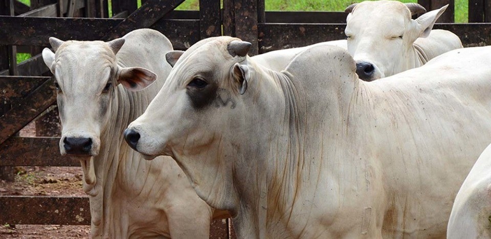 Exportação de carne bovina cresceu 11% em 2018 Exportação de carne bovina cresceu 11% em 2018