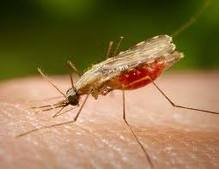 Brasil registra queda de casos, internações e mortes por malária Brasil registra queda de casos, internações e mortes por malária