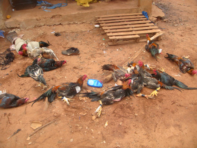 PMA autua envolvidos em rinha de galo na Capital e aplica multa de R$ 9,5 mil