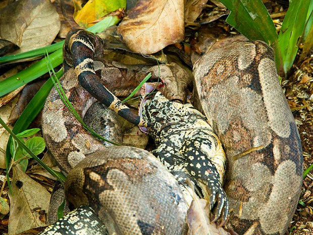 Jiboia se emrola em lagarto no quintal da casa de biólogo (Foto: Daniel de Granville / Photo in Natura)