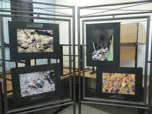 Exposição acontece na UEMS até esta sexta-feira (24) / Foto: Moreira Produções