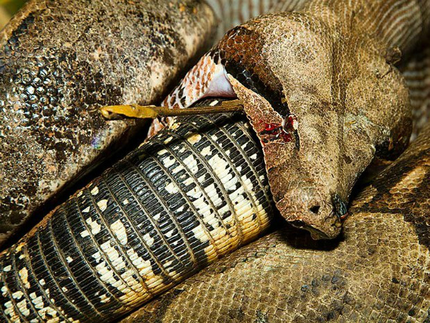 Após matar lagarto sufocado cobra começa a devorá-lo (Foto: Daniel de Granville / Photo in Natura)