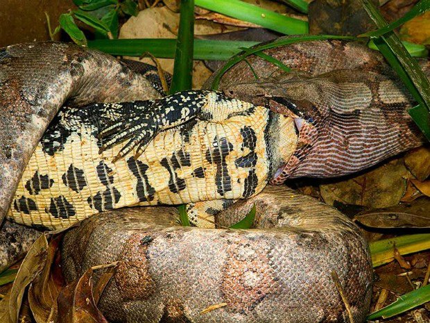 Segundo biólogo, cobra levou cerca de duas horas para comer o lagarto (Foto: Daniel de Granville / Photo in Natura)