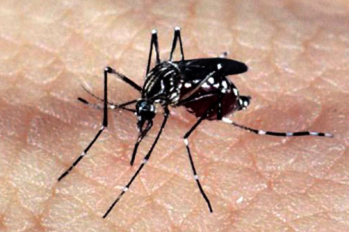 Saúde Especialistas alertam para epidemias de Zika e Chikungunya no verão