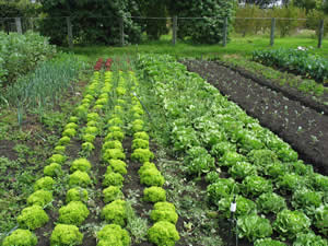 Produtores orgânicos têm até o fim do ano para se adaptarem à nova legislação