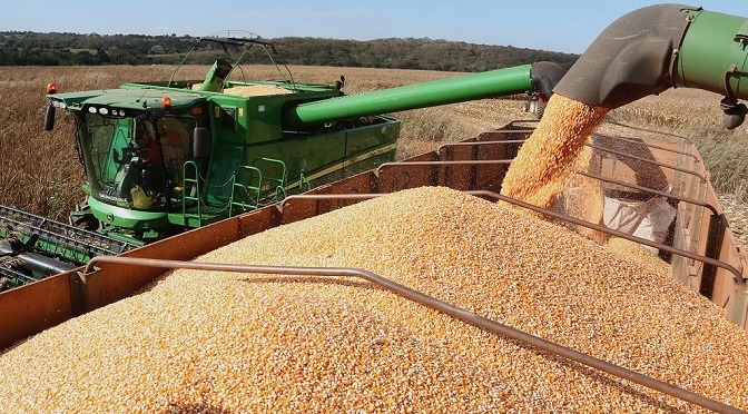 Colheita do milho já supera 68% da área e confirma safra recorde em MS Colheita do milho já supera 68% da área e confirma safra recorde em MS