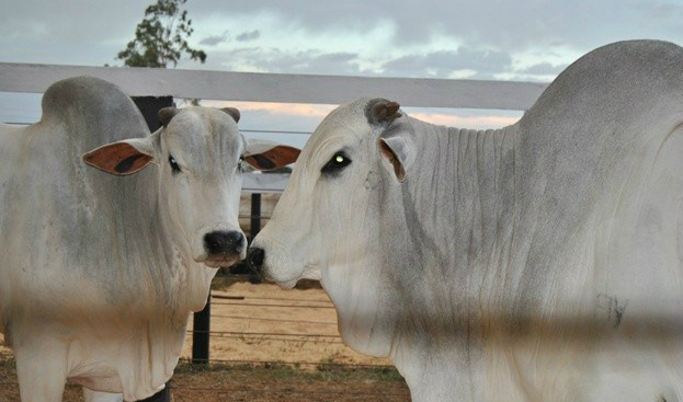 Os três leilões esperam receber um grande número de criadores de gado e movimentar cerca de R$ 1.200.000,00 / Foto: Divulgação