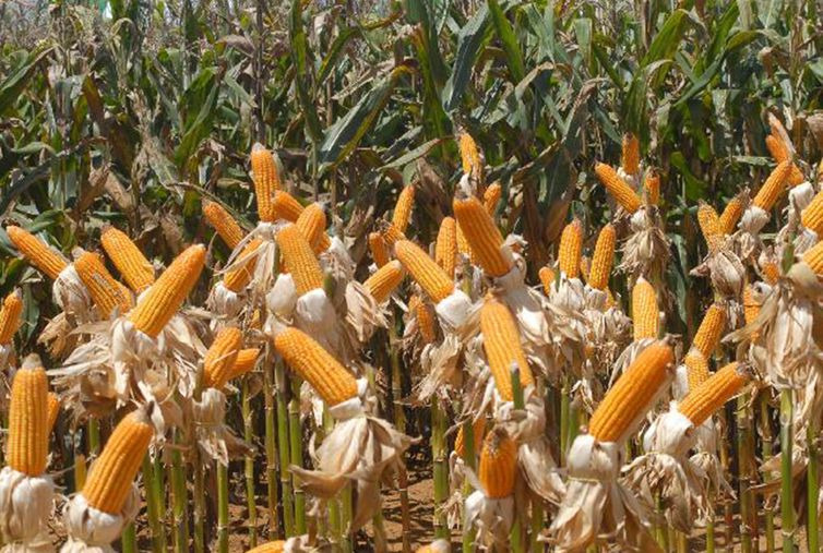 Produção e exportação de milho devem crescer na safra 2018/2019
