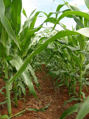 Híbridos com tecnologia Roundup Ready permitemcontrolar, de forma mais eficaz, as plantas daninhasque competem com a cultura do milho por água, luze nutrientes, segundo a Monsanto. (Foto:Divulgação/Monsanto)