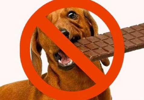 A páscoa esta chegando. Saiba quais são os perigos de dar chocolate aos pets A páscoa esta chegando. Saiba quais são os perigos de dar chocolate aos pets