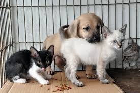 Vereador quer implantação de Centro de Zoonoses no município de Amambai Vereador Humberto quer implantação de um Centro de Zoonoses para cuidar de cães e gatos abandonados na cidade / Foto: Ilustrativa