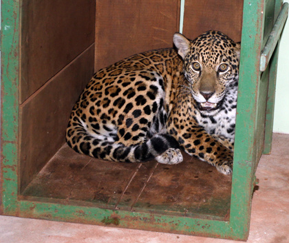 Onça pintada é recapturada e já está em nova jaula Onça pintada é recapturada e já está em nova jaula