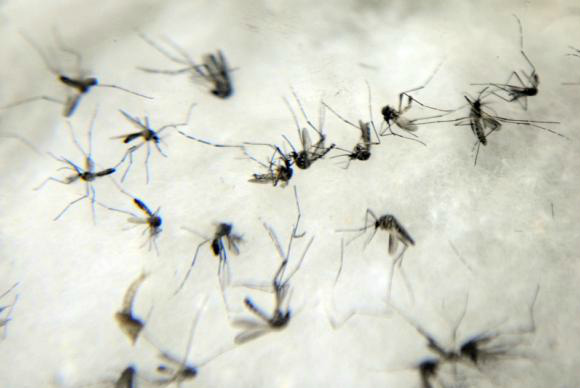 O mosquito Aedes aegypti é responsável pela transmissão da dengue, da febre chikungunya e do vírus ZikaArquivo/Agência Brasil