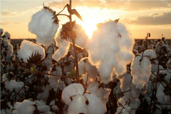 Foto: Norbertino Angeli