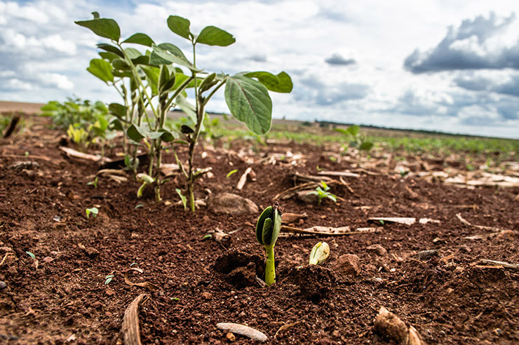Área plantada de soja cresce 8,1% na safra 2015/16 Área plantada de soja cresce 8,1% na safra 2015/16