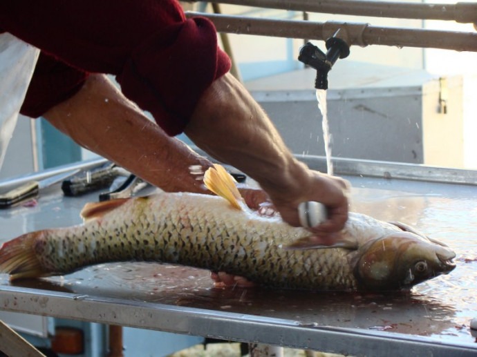 Informações sobre construção de Abatedouro de Peixes é solicitada Foto: Ilustrativa
