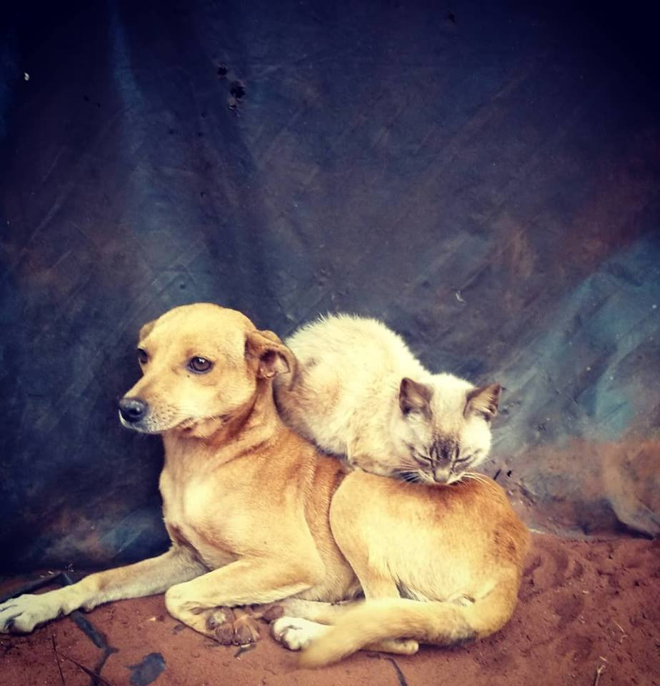 Imagem da Semana: Das tantas formas de relação, em uma tarde fria e chuvosa...