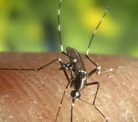França registra quatro casos de febre chikungunya