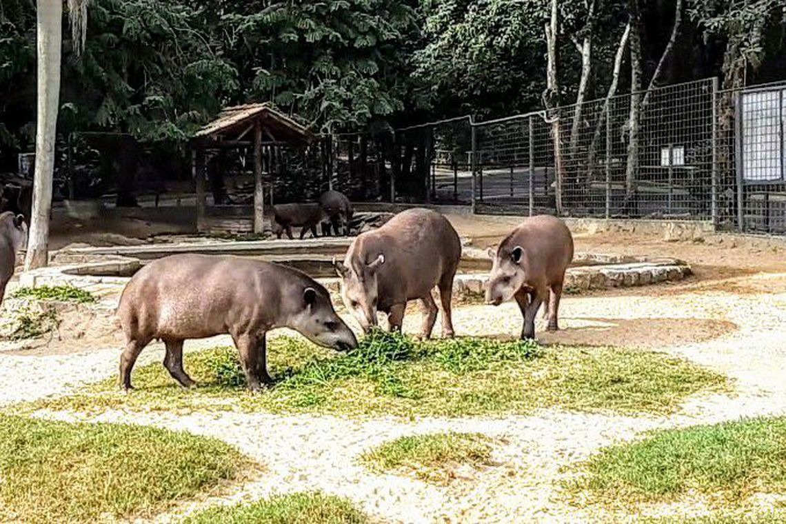 Extintas na natureza, antas são reintroduzidas em floresta do Rio TV Brasil