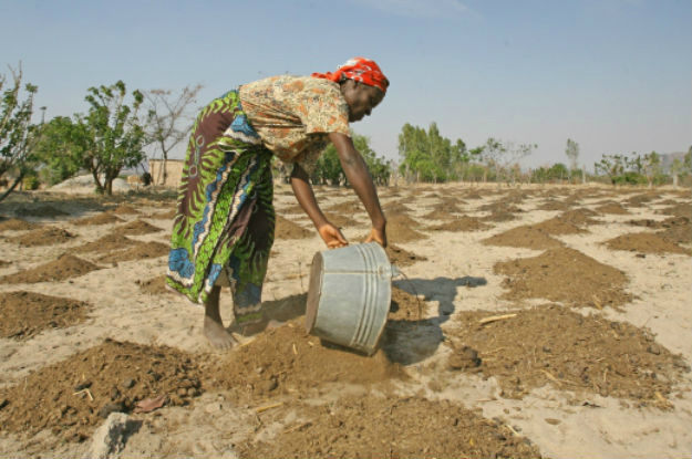 Sem esforço extra, acabar com a fome até 2030 pode não ser possível Foto: FAO/Desmond Kwande