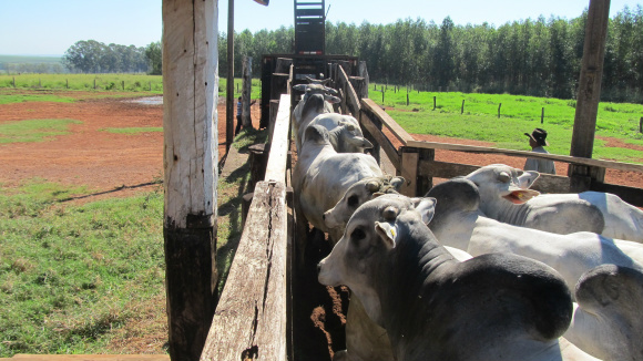 Genérico para animais pode não ser tão atrativo para fabricantes e consumidores A lei precisa ser atrativa para o empresariado que precisa ver a produção de genéricos como oportunidade de negócio
