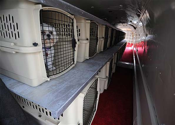Autorização para viagens de cães e gatos