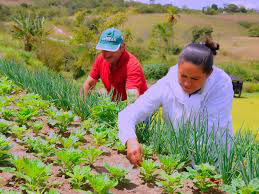 Agraer fortalece agricultura familiar no Estado