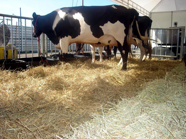 Preço do leite ao produtor recua 1,23% em plena entressafra