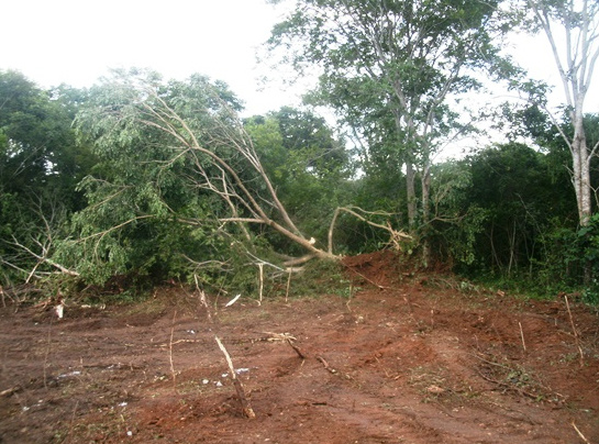 PMA autua assentado por desmatamento ilegal no Pantanal