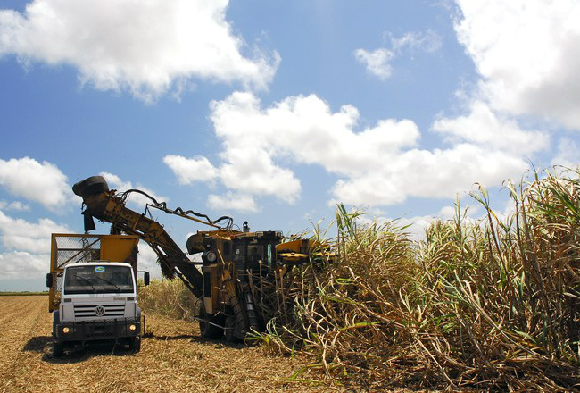 Prejuízos no setor sucroalcooleiro podem ser atenuados com câmbio / Foto: Ernesto Souza / Ed. Globo