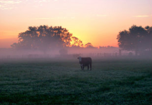 Frio e seca castigam o gado em todo o país Frio e seca castigam o gado em todo o país